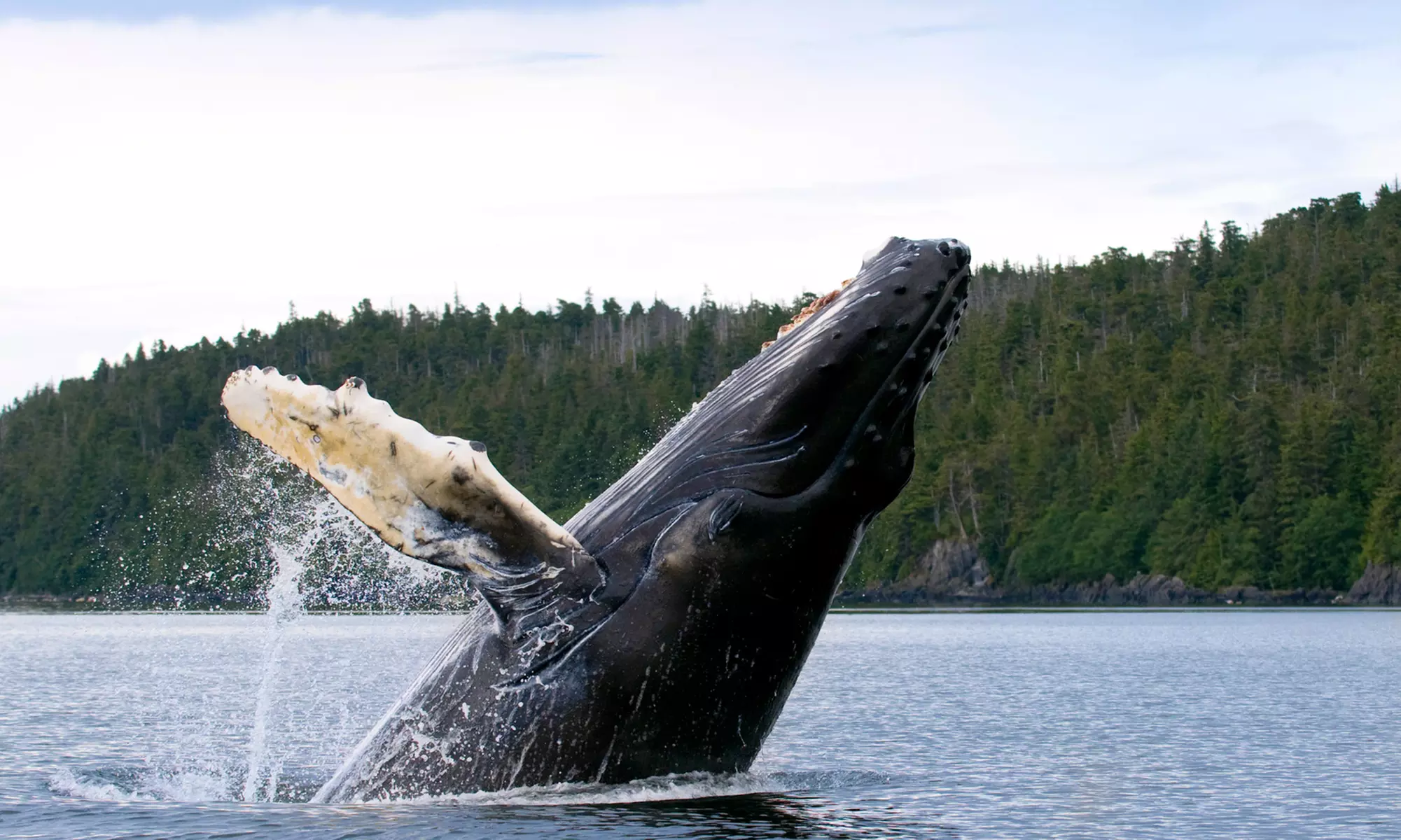 Weekend Whale-Watching Tour for One or Two from SF Bay Whale Watching (Up to 40% Off) - Primary Image