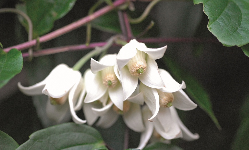 Image 6:  Clematis All Seasons Collection 7cm potted Plants