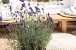 3 of 6 winterharde Lavendel Ardéche planten - Image 4
