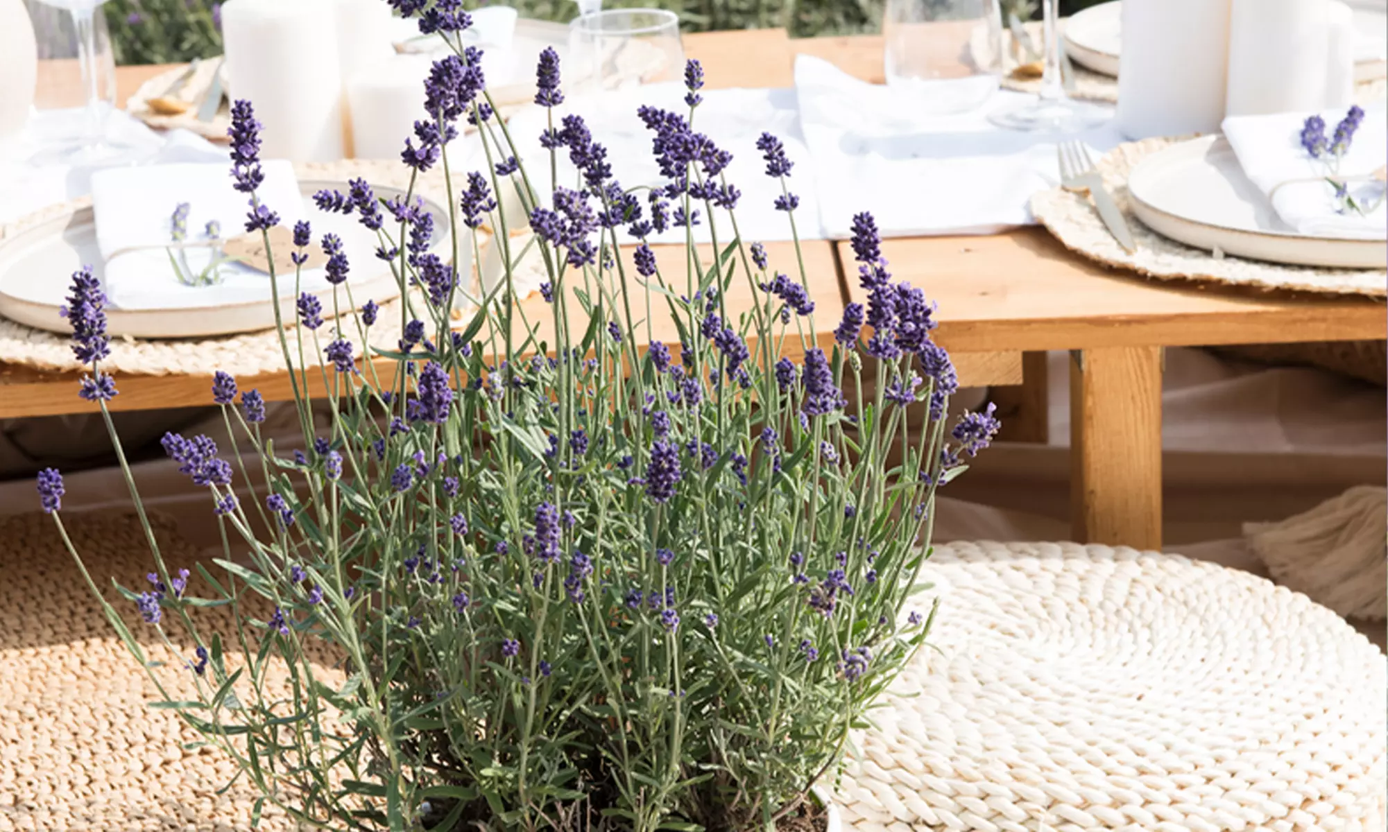 3 of 6 Lavendel Ardéche planten