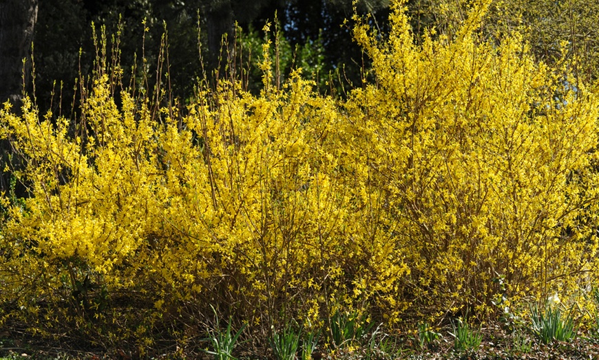 Image 4: Hardy Shrub Collection Plants