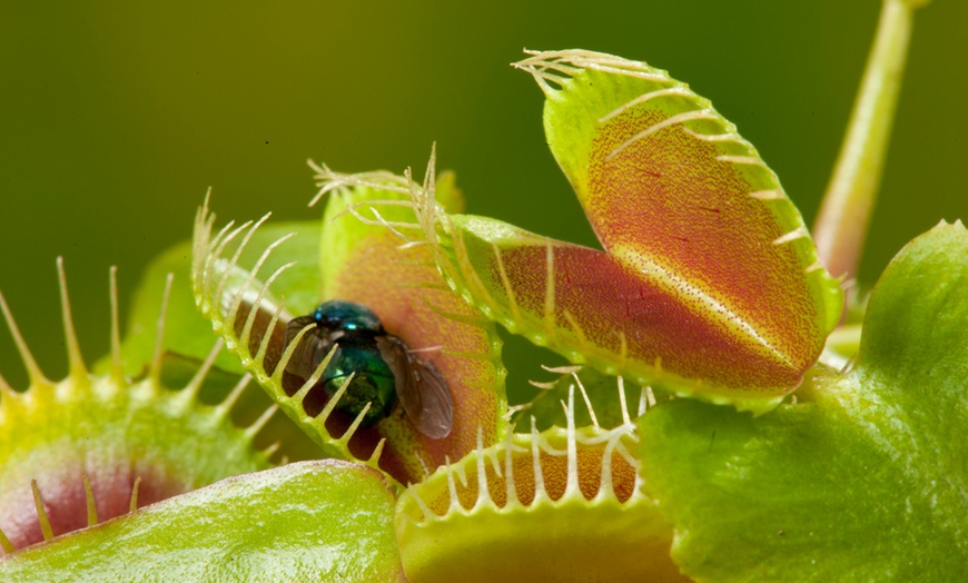 Image 2: Plantes carnivores Rootz