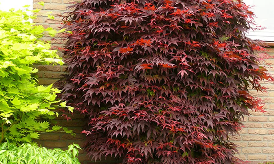 Érables palmés acer palmatum, différentes variétés disponibles - Primary Image