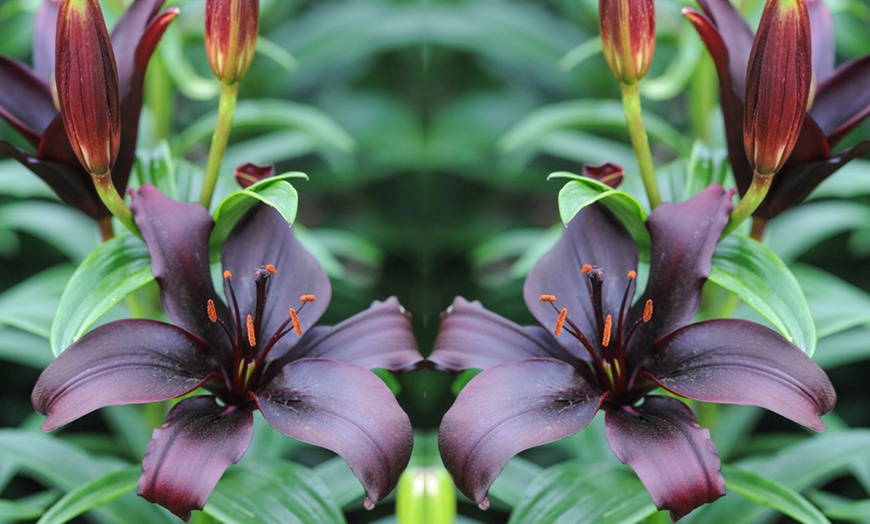 Image 4: Lily Black Jewel 5 or 10 Bulbs