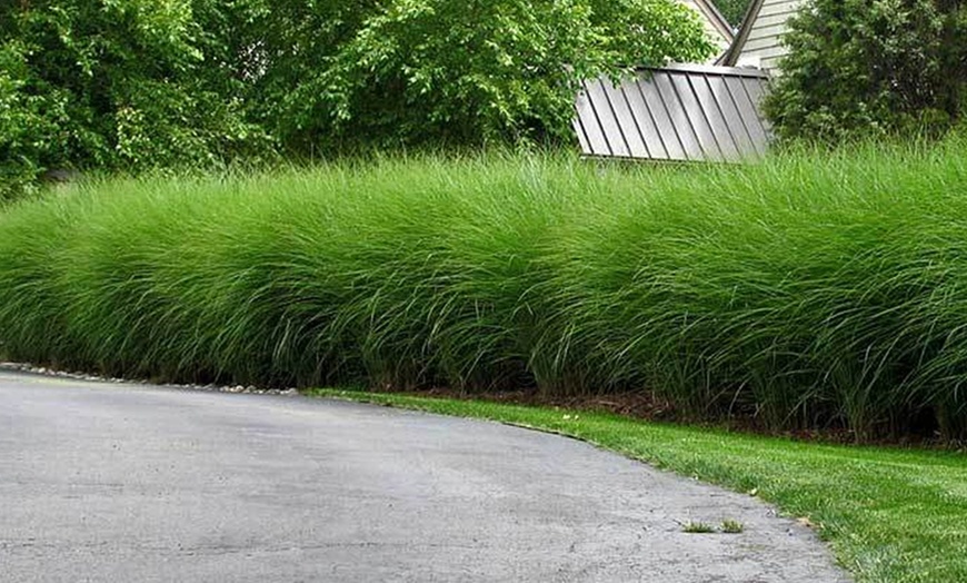 Image 8: Plante "Miscanthus Gracilimus"