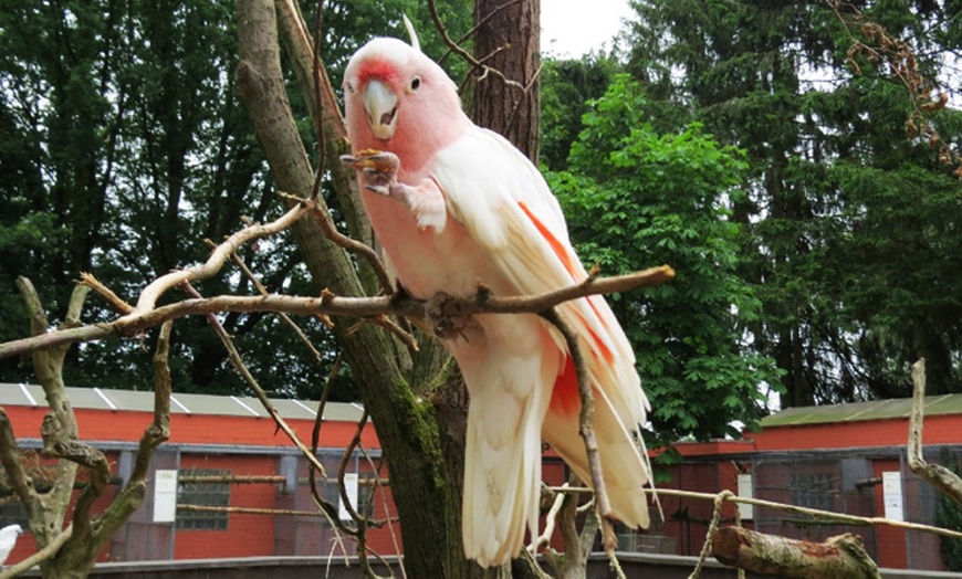 Image 7: Papegaaienpark - ZOO Veldhoven