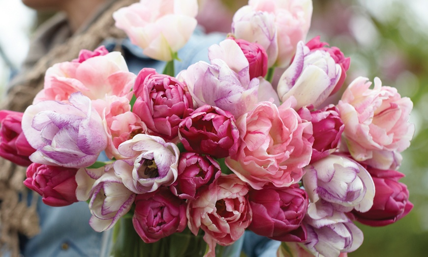 Image 4: Mystery Spring Flowering Tulip Bulbs - up to 32 Bulbs