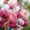 Image 4: Mystery Spring Flowering Tulip Bulbs - up to 32 Bulbs