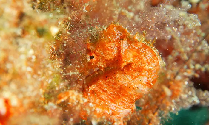 Bautismo de buceo para 1 persona con snacks y snorkel