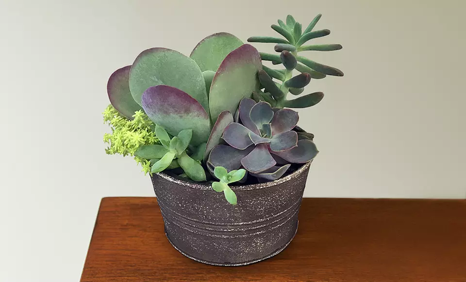 Unique Plant Gifts FTD.com Sustainable Succulents and Plants Lula’s Garden Collection Up to 55% Off