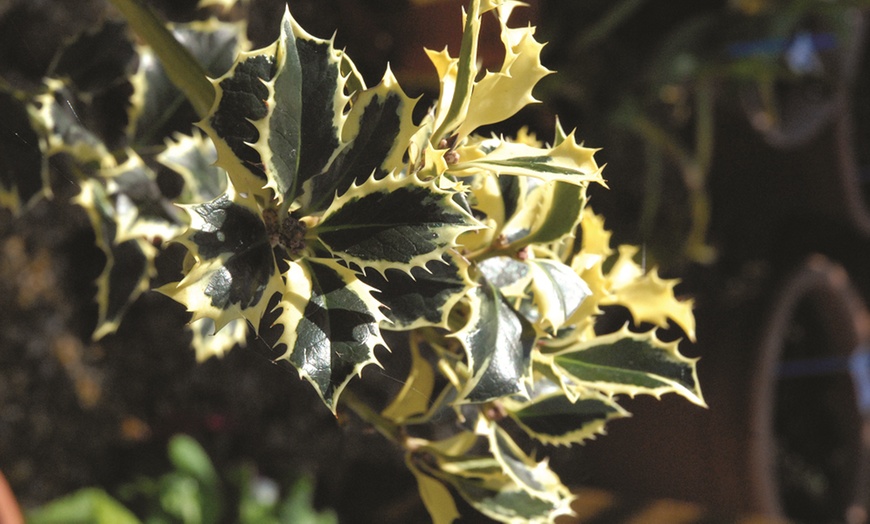 Image 4: One or Two Holly 'Argentea Marginata' Standard 2-Litre Potted Plants