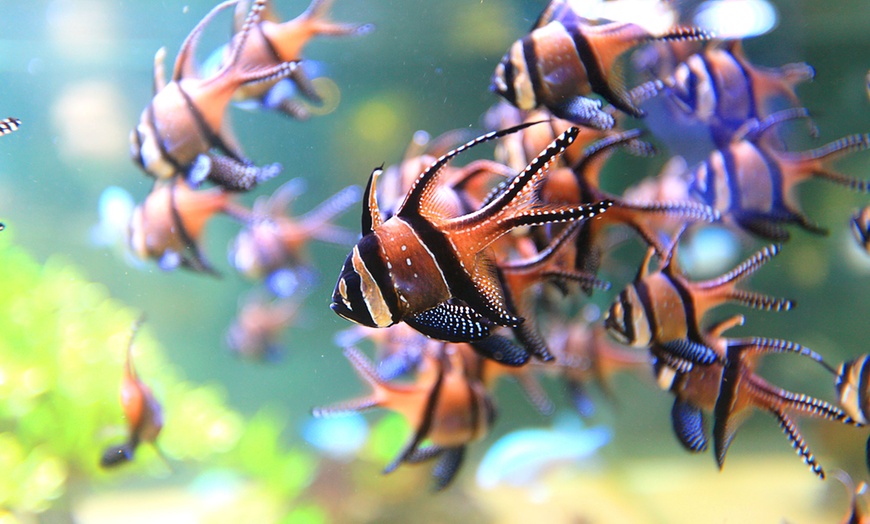 Image 3: Dans un monde sous-marin spectaculaire : Nausicaá