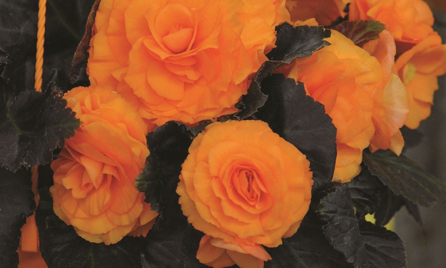 Image 2: 24, 36 or 72 Begonia Non-Stop Mocca Bright Orange Plants