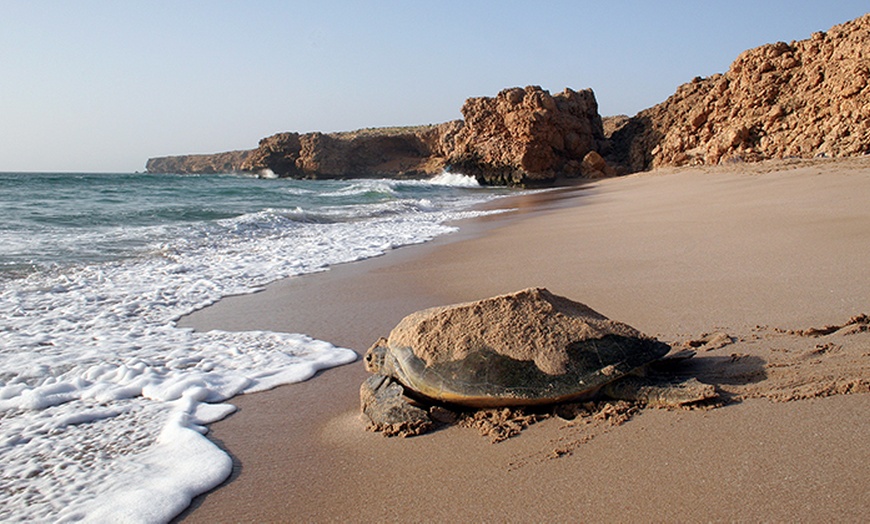 Image 4: Turtle Beach Resort Oman Stay