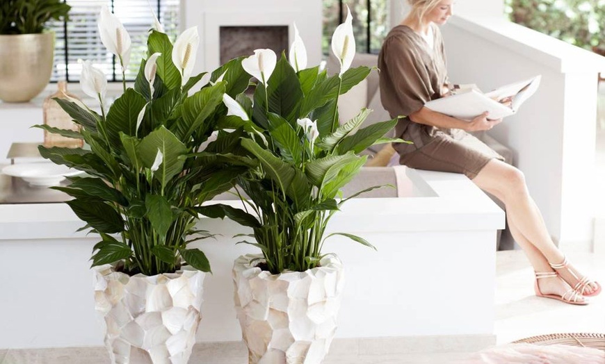 Image 3: Set van 2 Spathiphyllum 'Peace lily' lepelplanten
