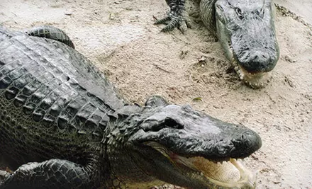 Alligator Show and Airboat Ride for Two or Four Adults at Everglades Alligator Farm (Half Off) - Second Medium