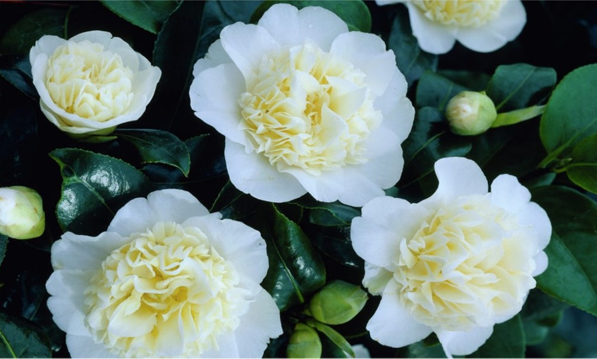 Image 5: Hardy Evergreen Camellias