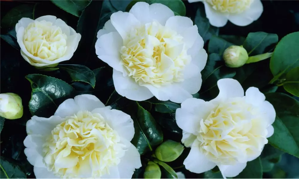 Hardy Evergreen Camellia Japonica Collection from £19.99 With Free Delivery (Up to 57% Off) - Image 5