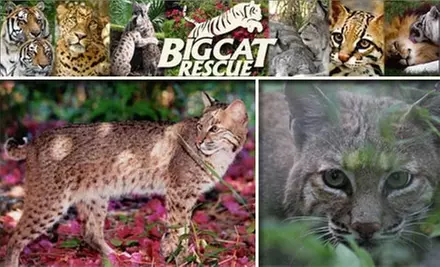 $25 for a 90-Minute Guided Tour of Big Cat Rescue - Primary Image