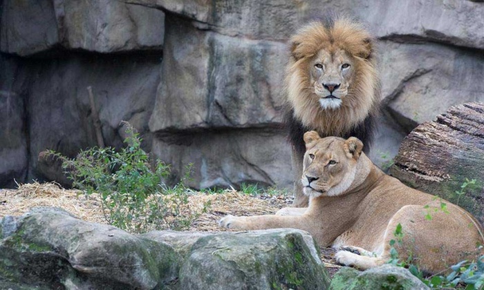 Emirates Park Resort & Zoo | Groupon