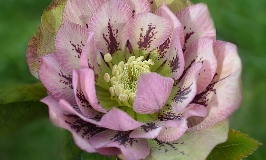 Image 4: Set van 3 'Helleborus Orientalis' planten