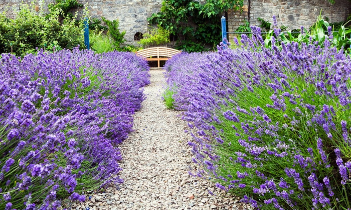 6 Jumbo Lavender Plants | Groupon Goods