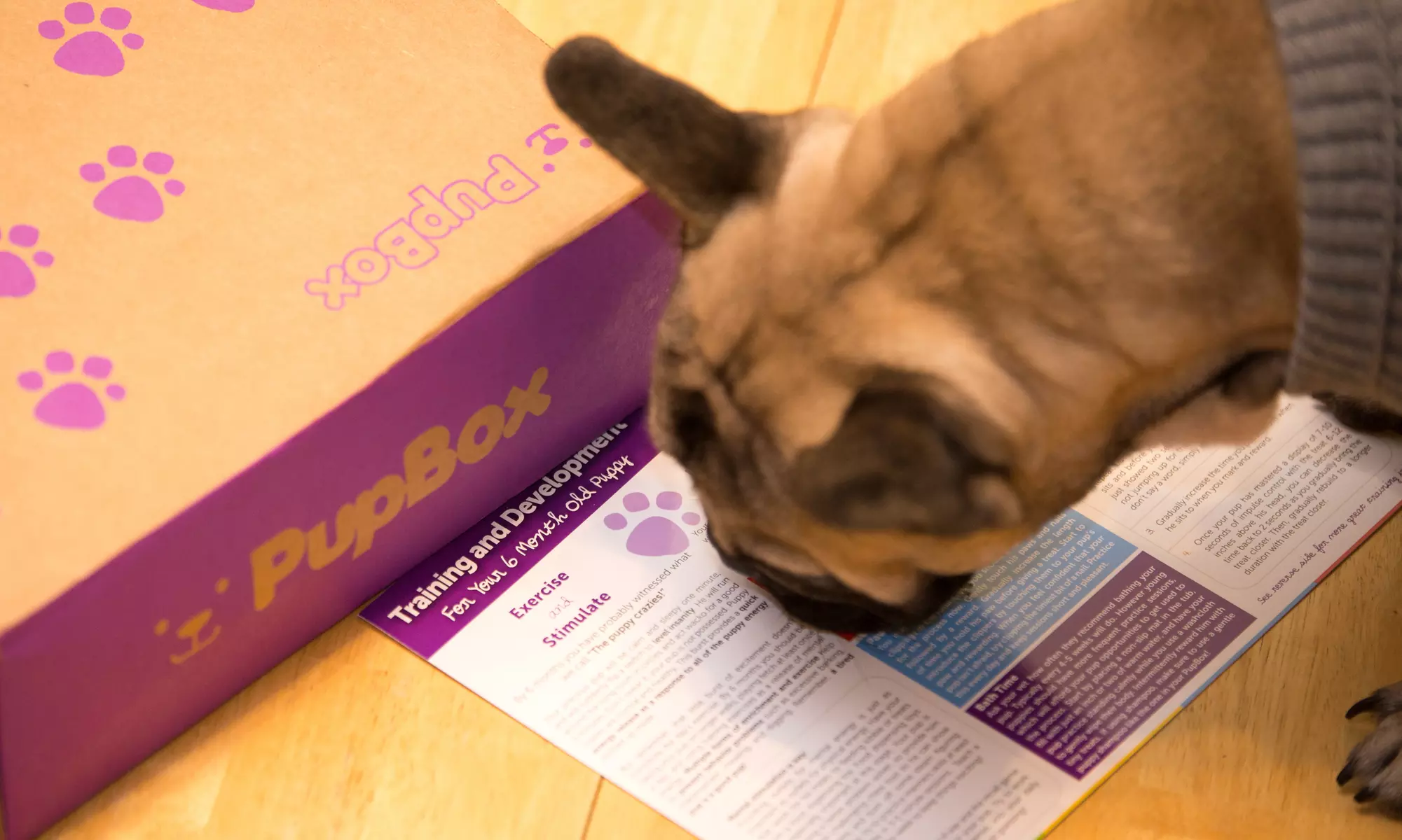 One or Three Months of Puppy Toys, Treats and Training Info Delivered from PupBox (Up to 31% Off)  - Second Medium