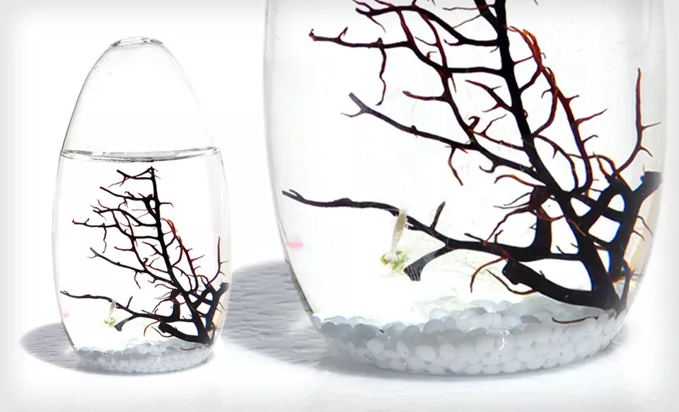$45 for a Small-Pod EcoSphere Closed Aquatic Ecosystem ($79 List Price). Free Shipping and Free Returns. - Primary Image