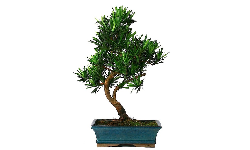 Image 5: Twee of vier Bonsai boompjes