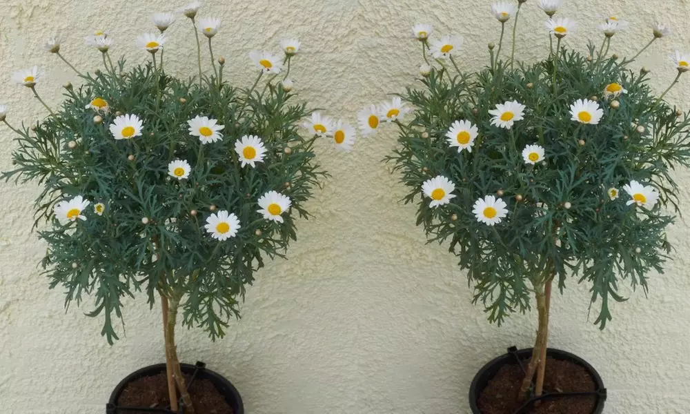 Pair of Giant Marguerite Daisy Trees from £24.99 With Free Delivery (Up to 63% Off) - Primary Image