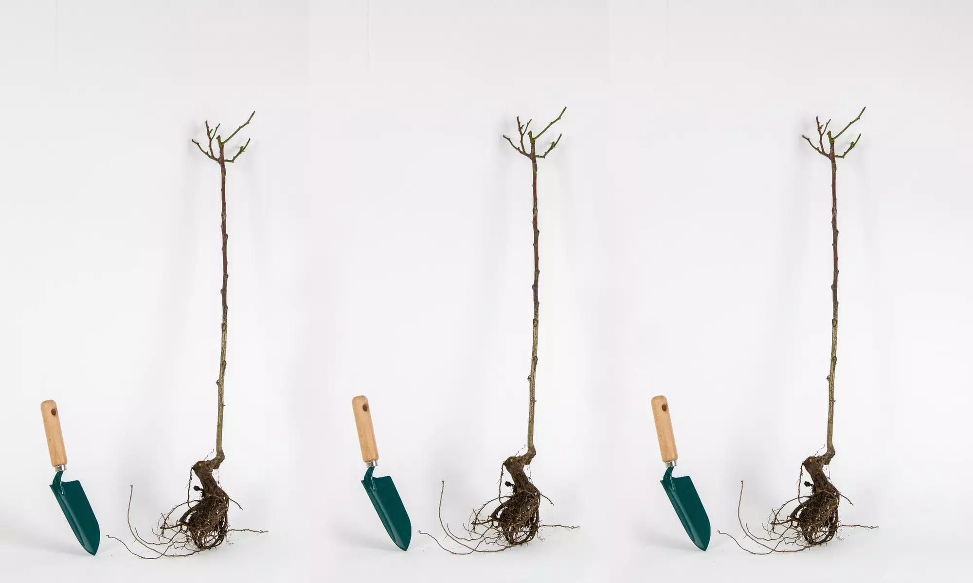 1 ou 2 collections de 3 rosiers sur tige de Willemse France - Image 2