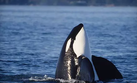 Orca-Watching Tour for One, Two, or Four from San Juan Excursions (Up to 51% Off) - Primary Image
