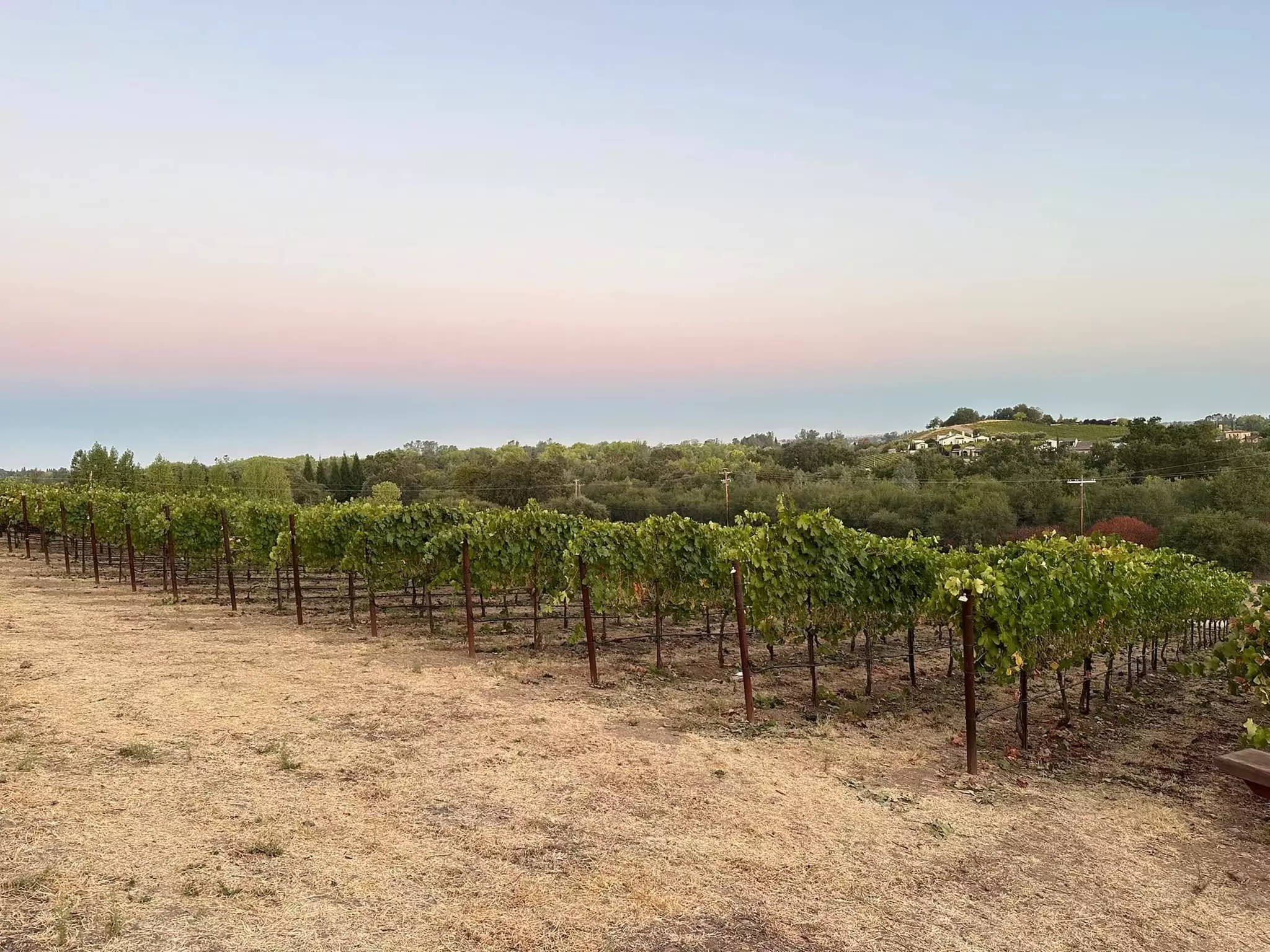 Wine Tasting with 4 Limited Edition Wines for One, Two, or Four People