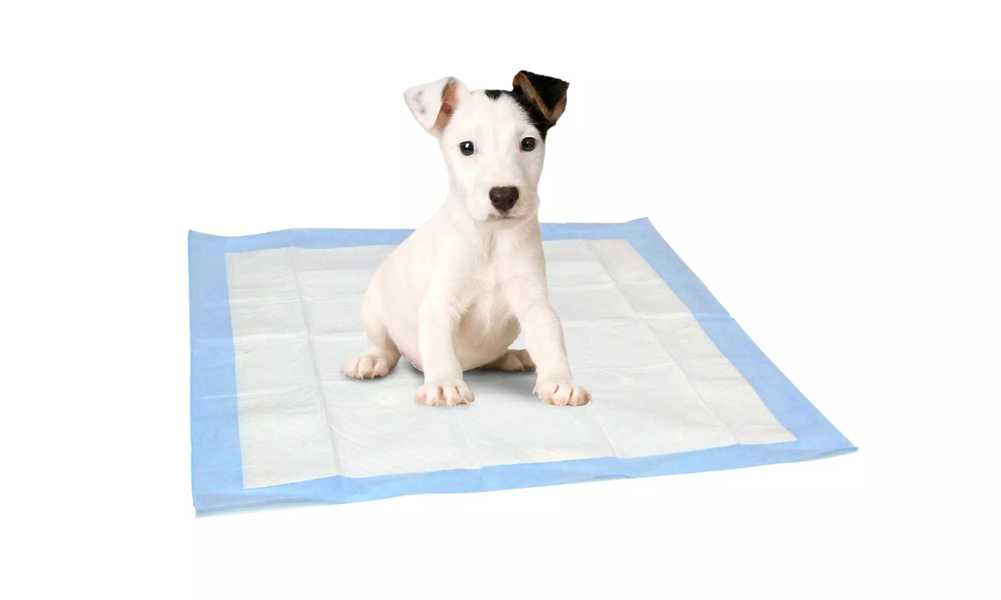 AKC Puppy Training Pads - Primary Image