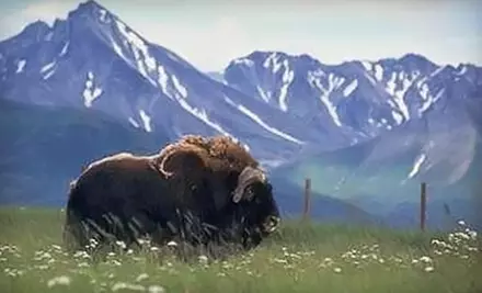 Day Visit or Season Membership for Two or Four to The Musk Ox Farm in Palmer (Up to 57% Off) - Primary Image