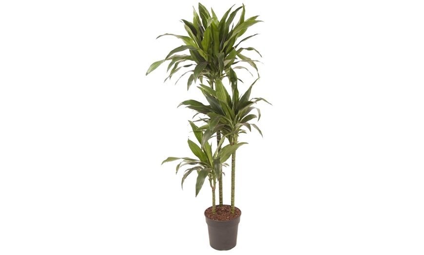 Image 2: Pianta di Dracaena Janet Craig