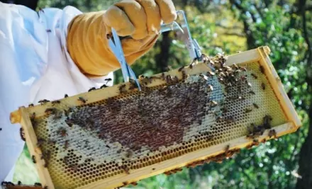 $39 for One Intro to Beekeeping Class from Round Rock Honey ($125 Value) - Primary Image