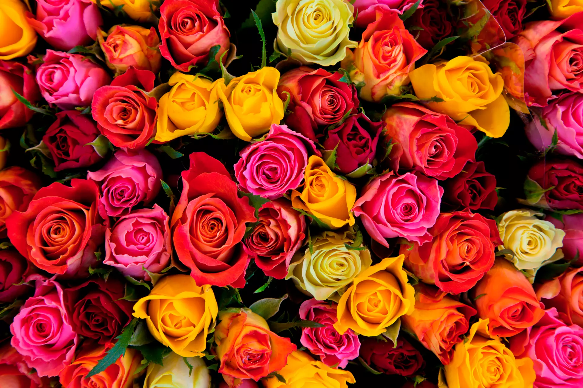$60 for $95 Worth of Plants — A Touch Of Elegance Florist - Primary Image