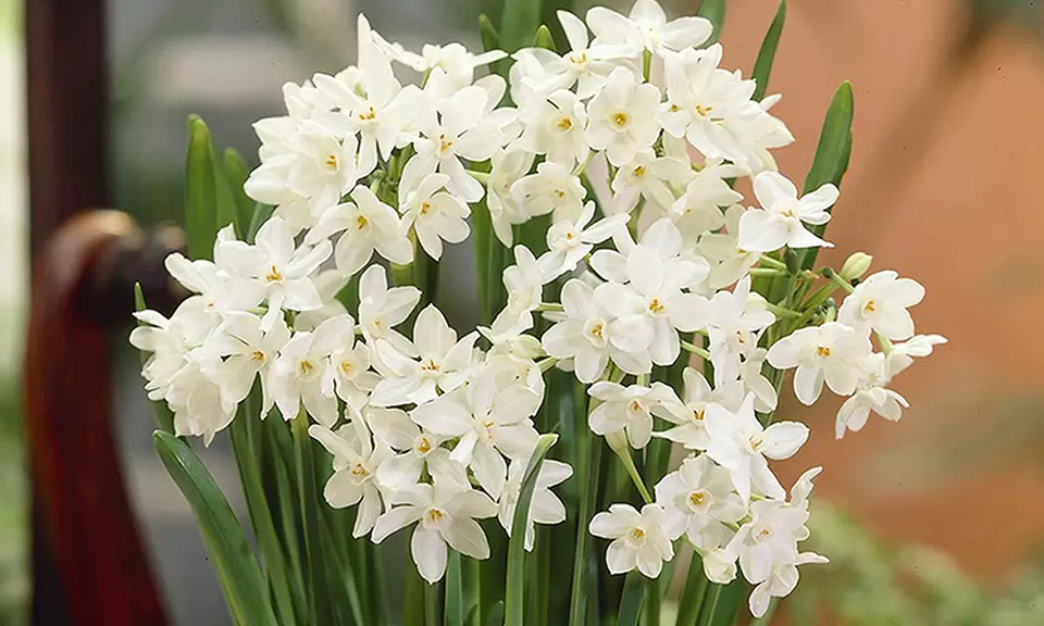 Paper-White Flower Bulbs; 10-Count - Primary Image