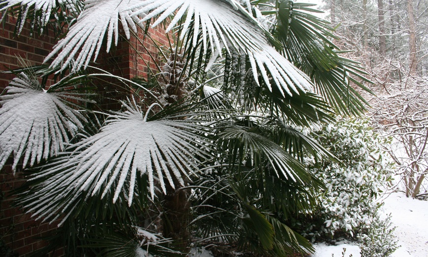 Image 2: Giant Palm Trees