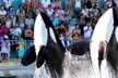 Antibes : 1 nuit avec petit déjeuner au Marineland Resort et accès au parc Marineland en option pour 2 ou 4 personnes - Second Medium