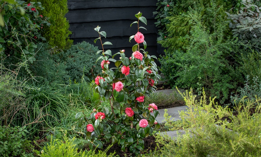 Image 1: Planta de rosa japonesa