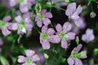 Perfect for Pollinators Perennials - 18 or 36 Plants - Second Medium