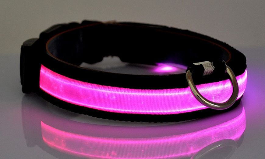 Image 5: Collier phosphorescent pour chien