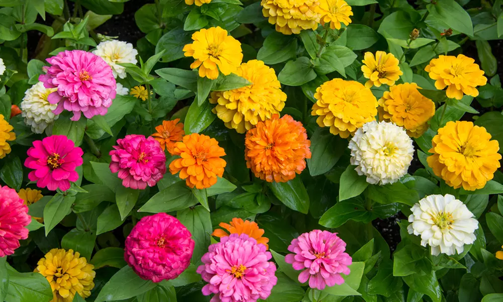 Double Dwarf Dahlias Flower Seed Mat (1-, 2-, or 3-Pack) - Primary Image