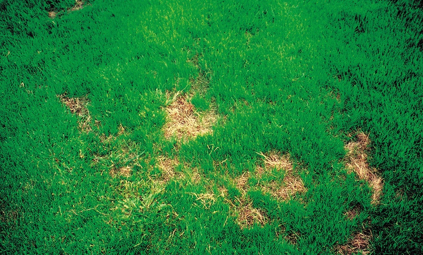 Image 3: Canada Green Grass Seed