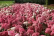 Lot de 2 ou 4 plantes Hydrangea paniculata 'Vanille Fraise' - Image 2