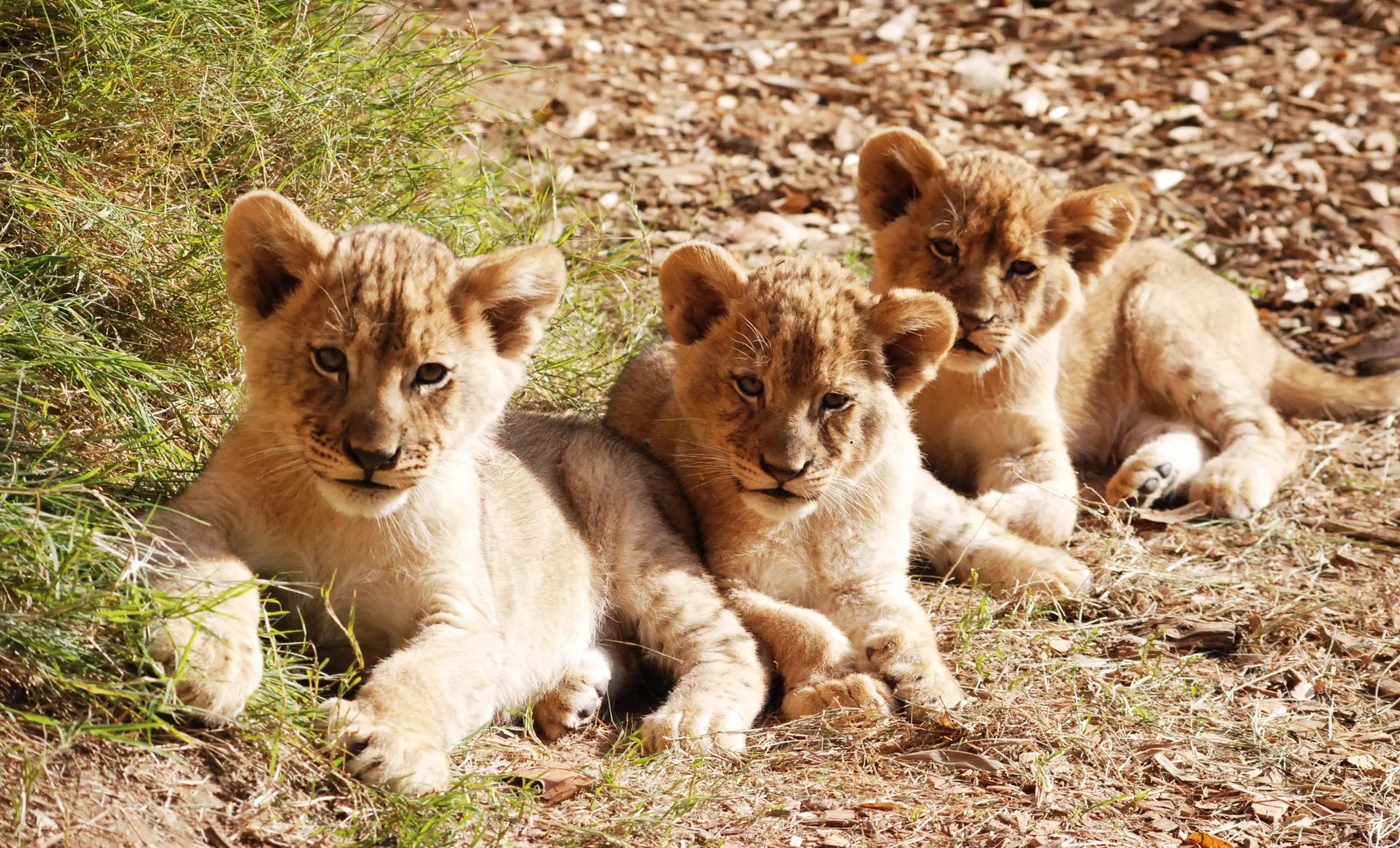 $25 for Weekday Fun for Four with Rides at Sacramento Zoo(Up to $63 Value)    - Primary Image