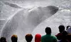 $29 for Whale-Watching Cruise from Cape Ann Whale Watch in Gloucester ($48 Value)