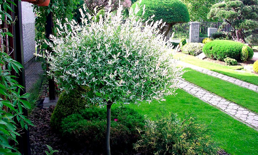 Image 2: Two Salix Flamingo Topiary Trees